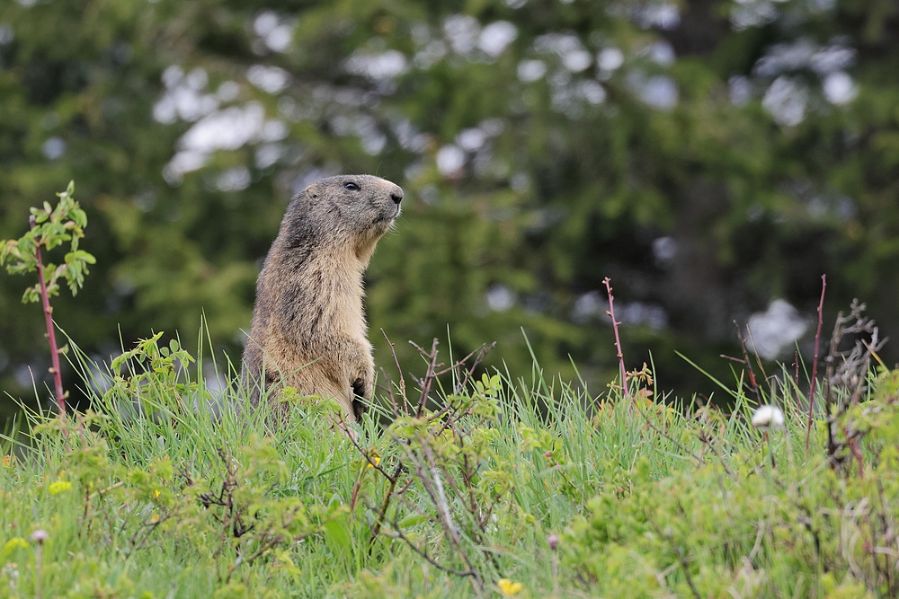 Les marmottes + MAJ du 12/06/2023 et vidéo Marmot11