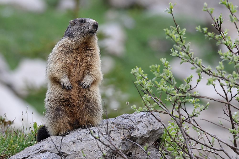 Les marmottes + MAJ du 12/06/2023 et vidéo Marmot12