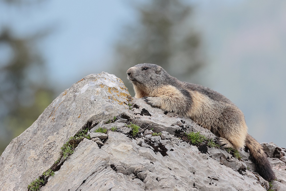 Les marmottes + MAJ du 12/06/2023 et vidéo Marmot14