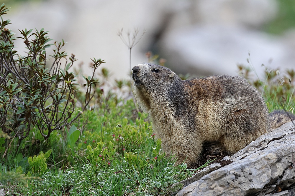 Les marmottes + MAJ du 12/06/2023 et vidéo Marmot15
