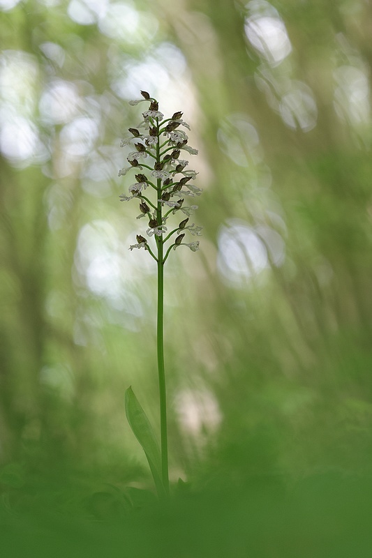 Orchidées en sous bois Pur310