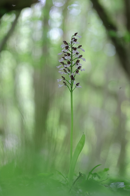 Orchidées en sous bois Pur410