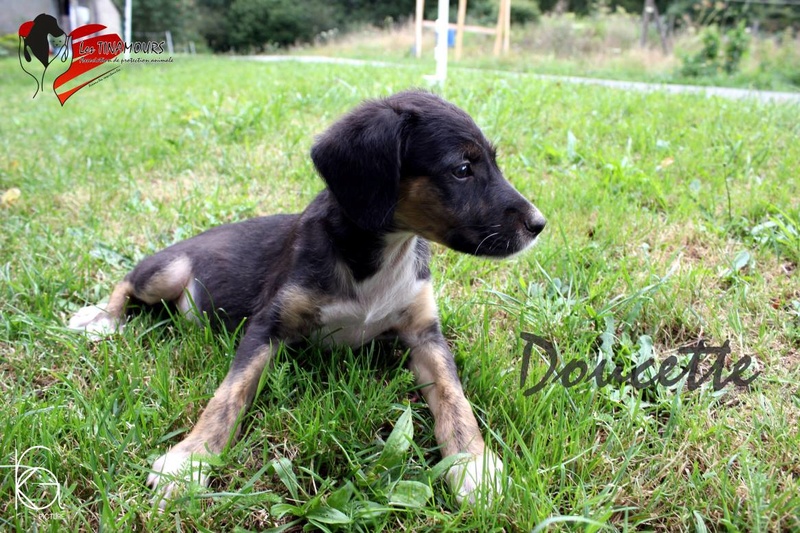 Nanou ex Doucette adoptée (fille de Coralie) Doucet12