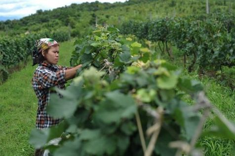 Le vin en Asie du Sud-Est Talach10