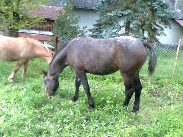 appaloosa x quarter onc à suprimer vendue  Photo011