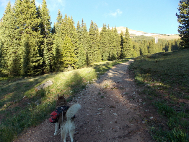 Hiking with Dogs~Red Peak A~13,215ft, Hooiser Ridge~13,352ft, Red Mt. C~13,229 Dscn0420