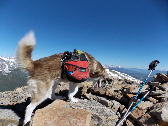 Hiking with Dogs~Red Peak A~13,215ft, Hooiser Ridge~13,352ft, Red Mt. C~13,229 Dscn0512