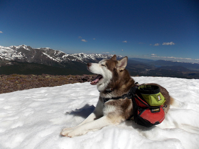 Hiking with Dogs~Red Peak A~13,215ft, Hooiser Ridge~13,352ft, Red Mt. C~13,229 Dscn0519