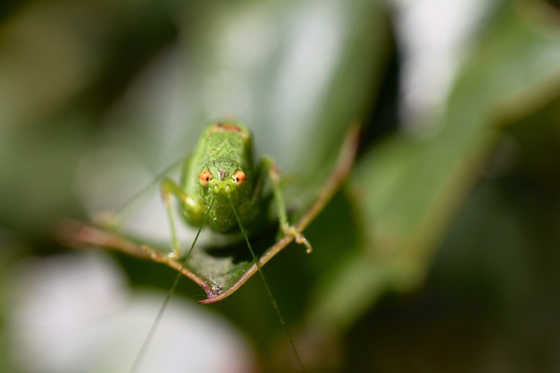 [Phaneroptera nana] Img_0322