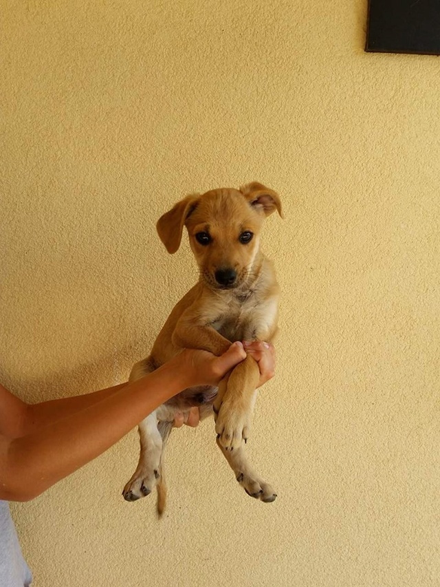 Nyssa, Noline, Nolan et Nouky, chiots x beagle/Jack d'asso Sos Décharge, Corse du sud - en FA FA pour l'asso la tribu des crocs mignons PACA    F1_ble10