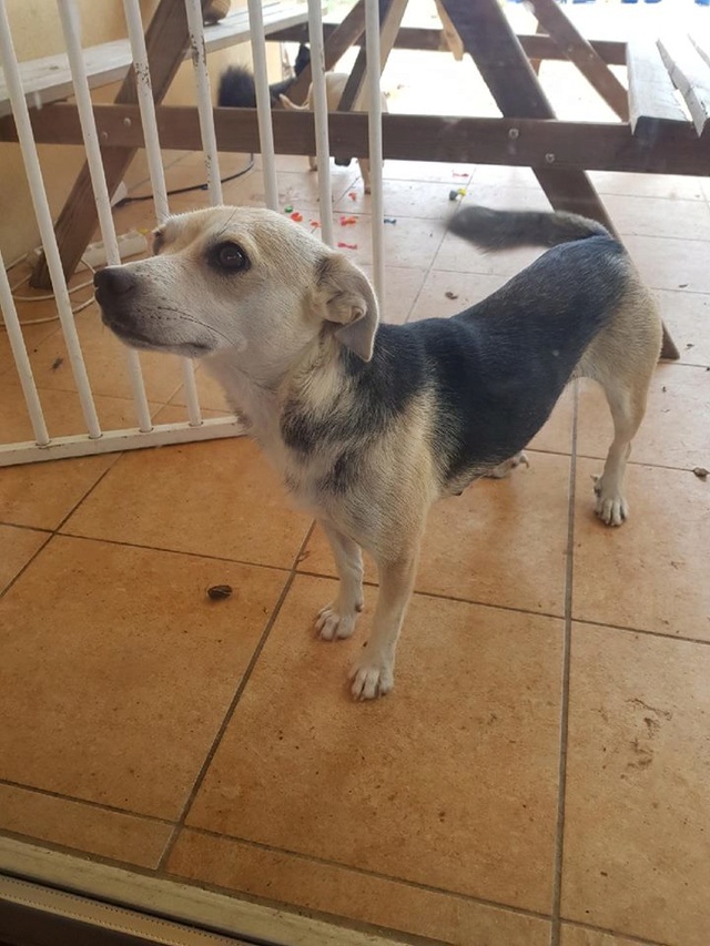 Nyssa, Noline, Nolan et Nouky, chiots x beagle/Jack d'asso Sos Décharge, Corse du sud - en FA FA pour l'asso la tribu des crocs mignons PACA    Maman10