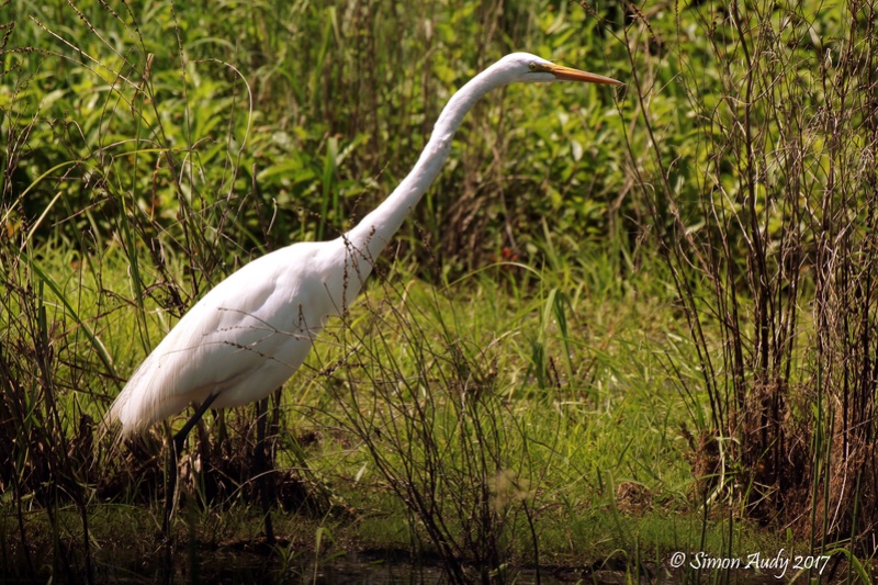 Grande aigrette Img_1110