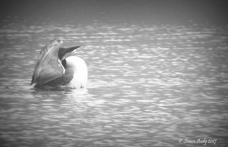 Plongeon huard Img_3011