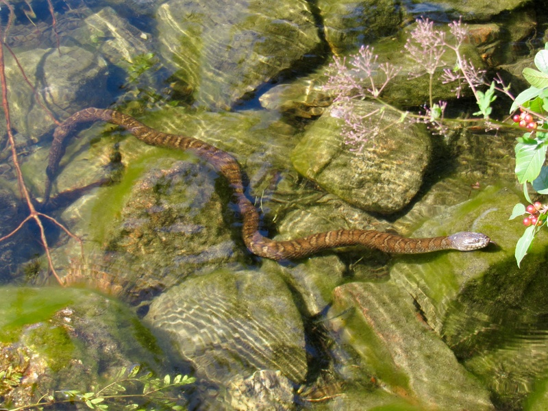 Couleuvre d'eau Img_4212