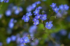 FORGET ME NOT Forget10