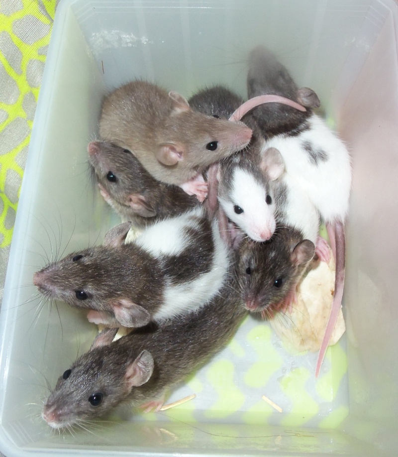 7 ratons mignons qui méritent leur chance <3 Photos indiv p.5 - Page 2 102_2411