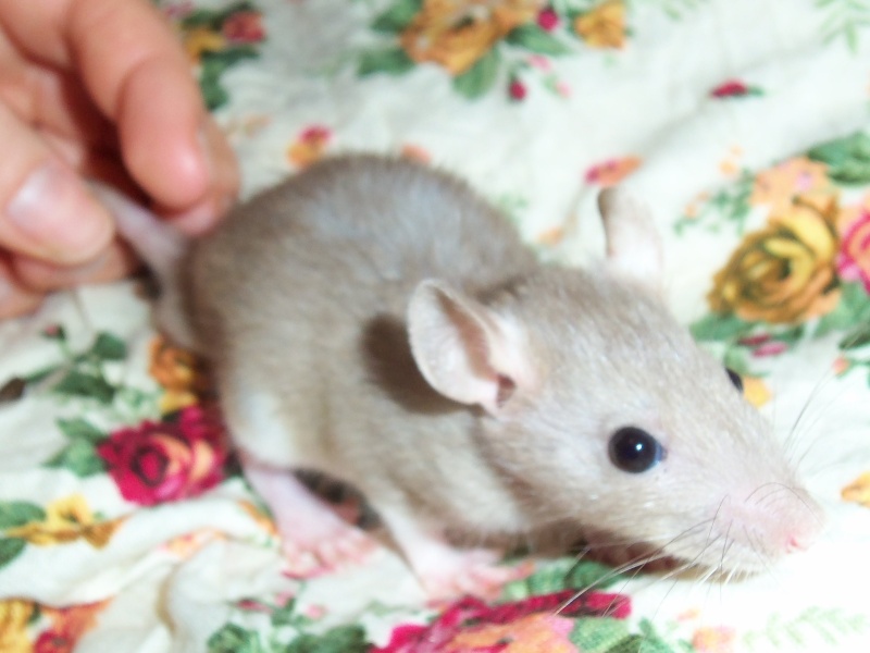 7 ratons mignons qui méritent leur chance <3 Photos indiv p.5 - Page 4 102_2515