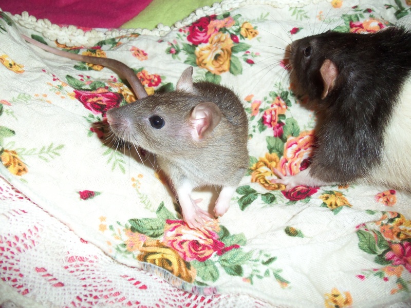 7 ratons mignons qui méritent leur chance <3 Photos indiv p.5 - Page 4 102_2519