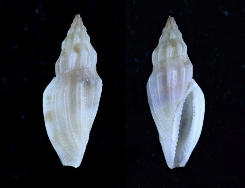 Eucithara fusiformis (Reeve, 1846) Captur11