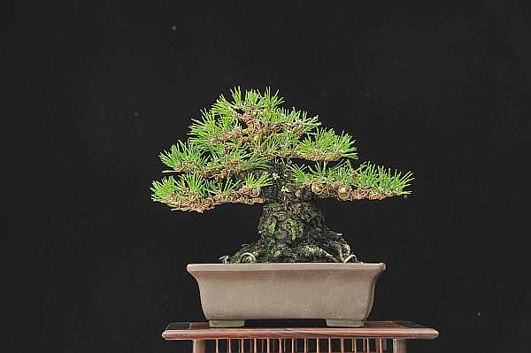 Japanese black pine Dsc_3412