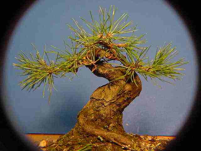 Japanese black pine P310