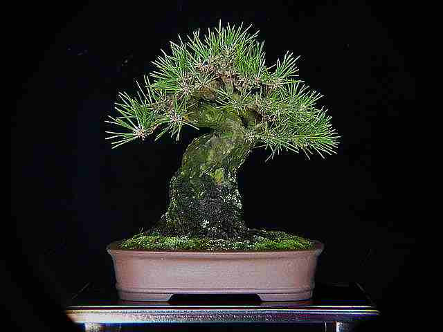 Japanese black pine P411