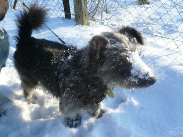 blaky male x cairn/spitz 6 ans 1/2 - Page 2 Blacky10