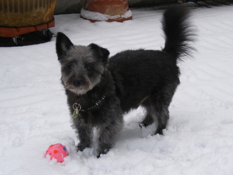 blaky male x cairn/spitz 6 ans 1/2 Dscf3011