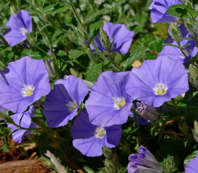 Convolvulus Mauritanicus Convol10