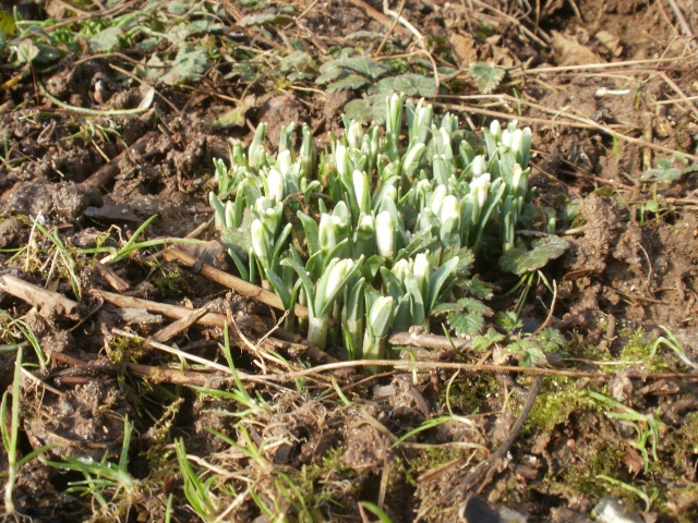 Le printemps a commencé!!!!!!!!!!!! Perce-10