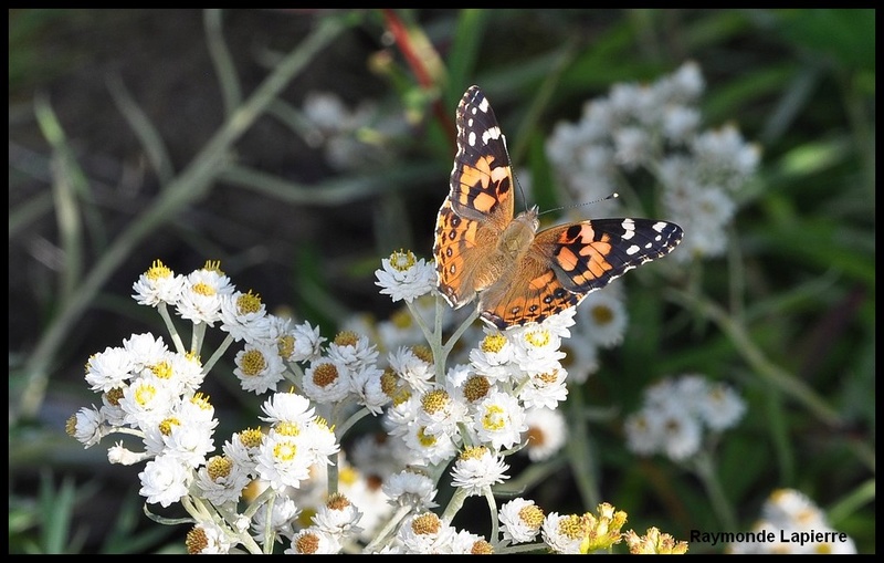 Belle-dame sur immortelle Dsc_9610
