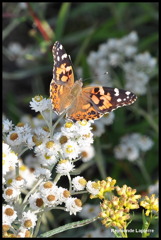 Belle-dame sur immortelle Dsc_9611