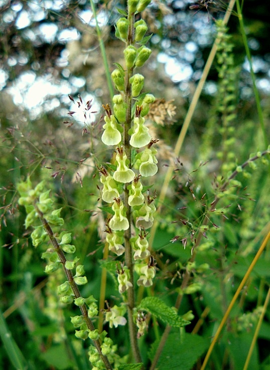 Teucrium scorodonia - germandrée scorodoine A_id_p10