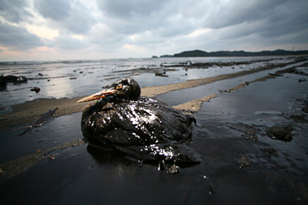 catastrophe écologique les marées noires Coree_10