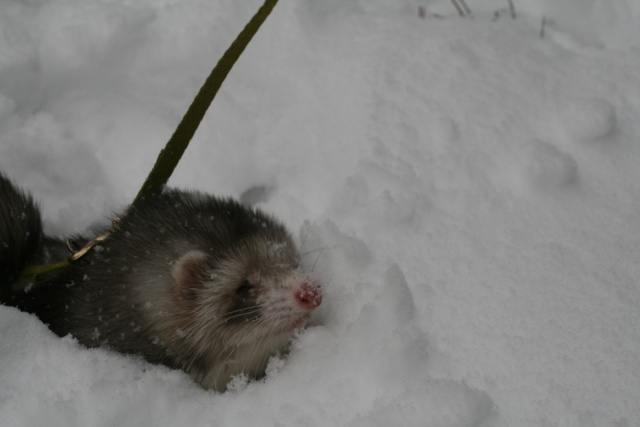 Les fufus dans la neige Img_4912