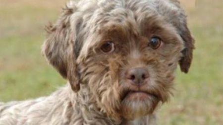 Un perro fue abandonado porque tiene cara de humano. Tonik10