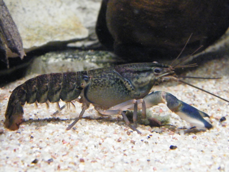 Cherax sp. "Blue Moon"  Decemb11