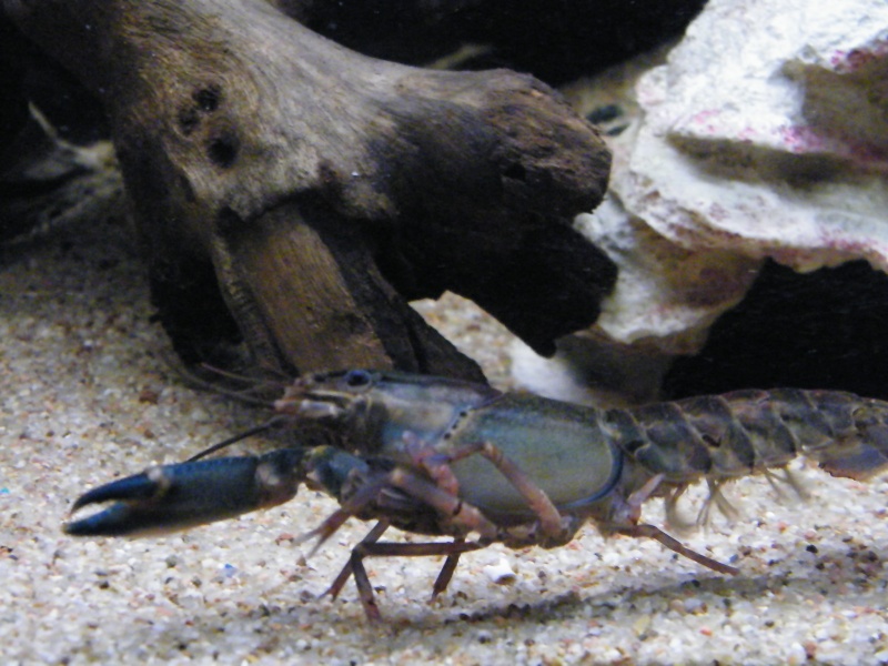 Cherax sp. "Blue Moon"  Decemb12