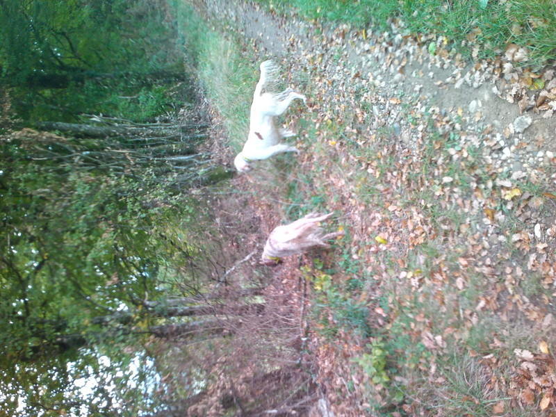 Compte rendu de vos journées chasse petit gibier - Page 2 Img00013