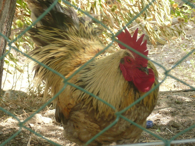 Vacances en Sardaigne et Corse  P1120746