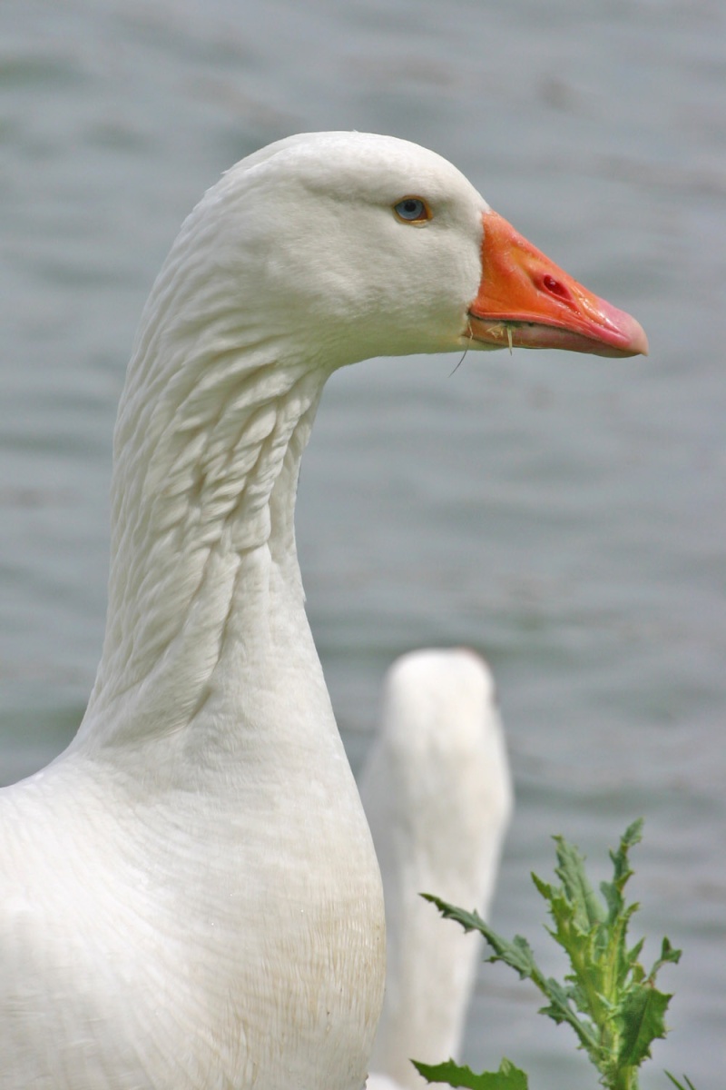 il à la forme d'un bec de cygne . Oie10