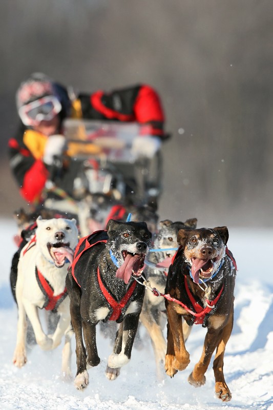 Concours sortie à ***L’Internationale de chiens de traîneaux Lanaudière 26 et 27 janvier 2013*** Denis210