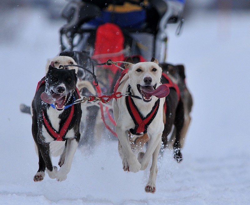 Concours sortie à ***L’Internationale de chiens de traîneaux Lanaudière 26 et 27 janvier 2013*** Gauy210