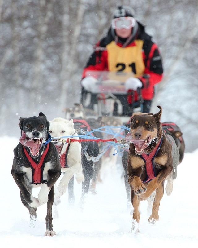 Concours sortie à ***L’Internationale de chiens de traîneaux Lanaudière 26 et 27 janvier 2013*** Gen210
