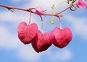 الأســــــــــــرة والـطـفـــــــــــــل Untit111