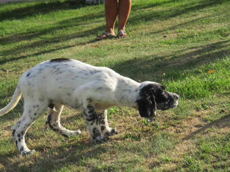 chiots setter anglais lof Img_0513