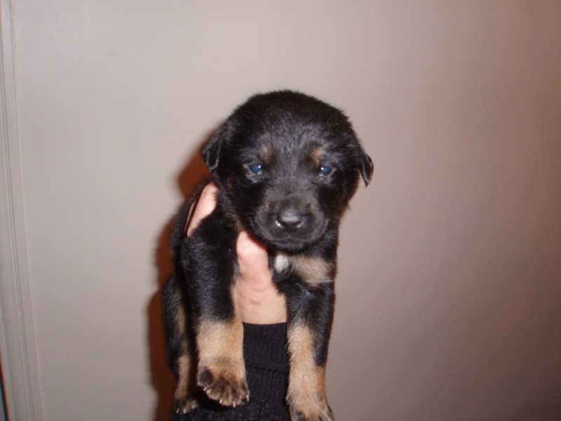 8 chiots de 15 jours abandonnés au refuge sauvés de l'euthanasie Pc040620