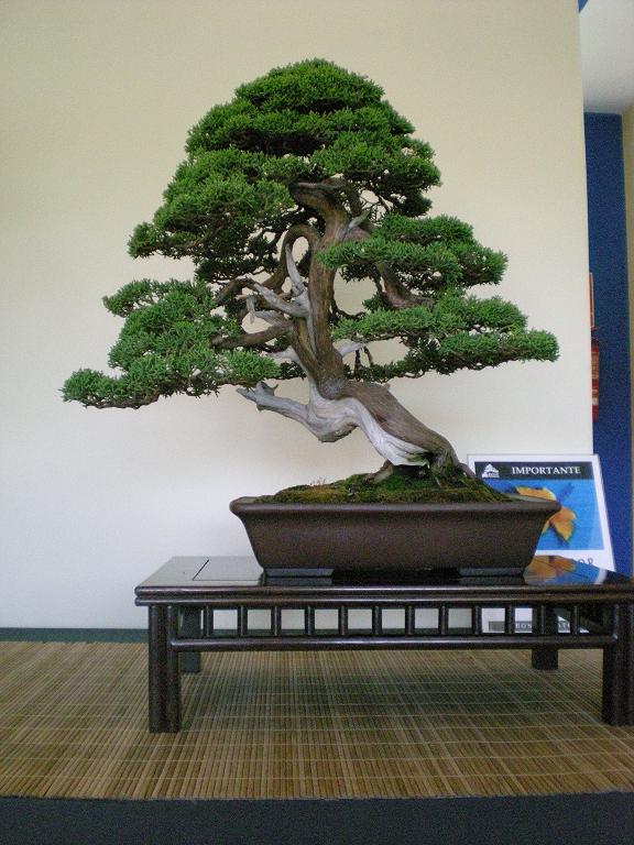 Expo bonsai Paterna 2009 Junipe11