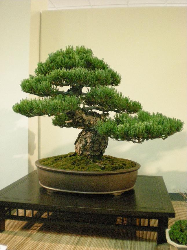 Expo bonsai Paterna 2009 Pino310