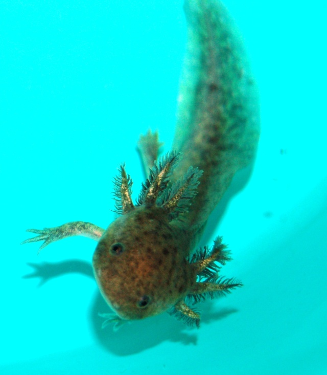 Mes minis loulous (axolotls) de plus de 6 mois! Dsc_6514